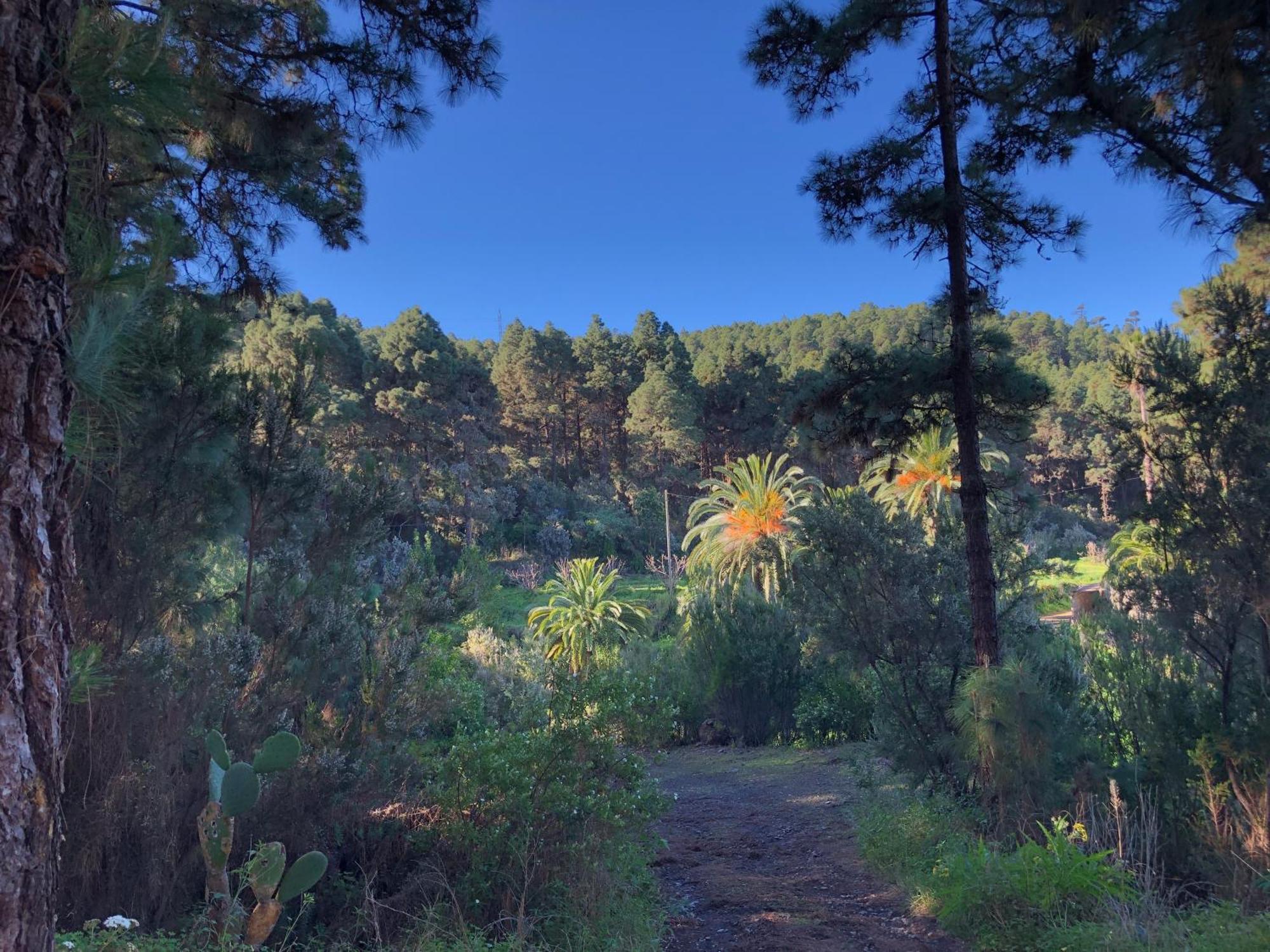 Monte Frio De Tenerife Kır Evi